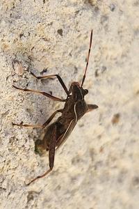 <i>Camptopus lateralis</i>