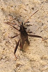 <i>Camptopus lateralis</i>