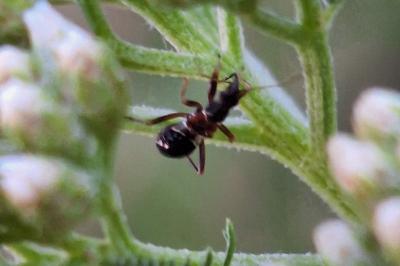 <i>Himacerus mirmicoides</i>