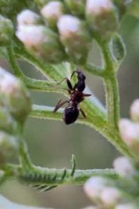 <i>Himacerus mirmicoides</i>
