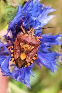 <i>Carpocoris purpureipennis</i>