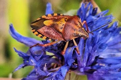 <i>Carpocoris purpureipennis</i>