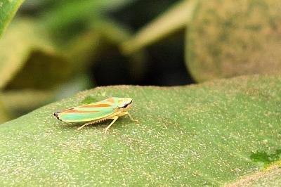 <i>Graphocephala fennahi</i>