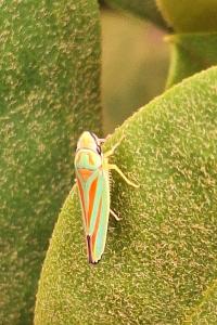 <i>Graphocephala fennahi</i>