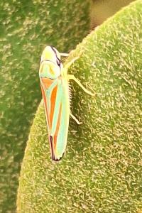 <i>Graphocephala fennahi</i>