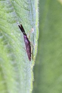 <i>Heterotoma planicornis</i>