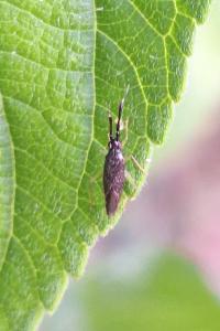 <i>Heterotoma planicornis</i>