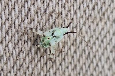 <i>Phytocoris tiliae</i>