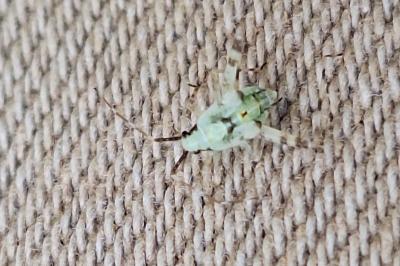 <i>Phytocoris tiliae</i>