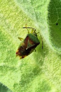 <i>Elasmostethus interstinctus</i>