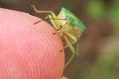 <i>Elasmostethus interstinctus</i>