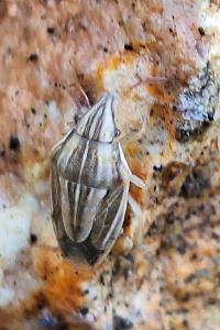 <i>Aelia acuminata</i>