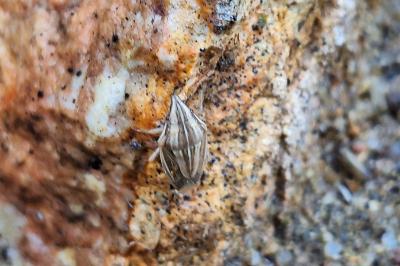 <i>Aelia acuminata</i>