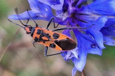 <i>Corizus hyoscyami</i>