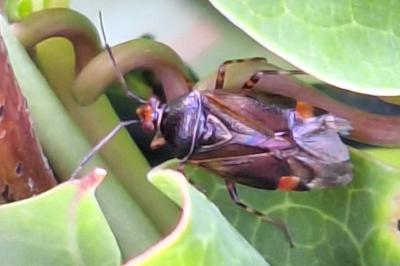 <i>Deraeocoris flavilinea</i>