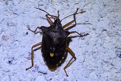<i>Pentatoma rufipes</i>