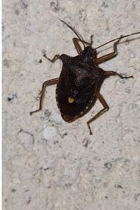<i>Pentatoma rufipes</i>
