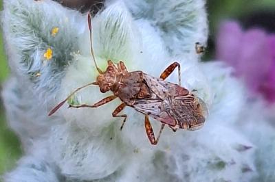 <i>Rhopalus subrufus</i>