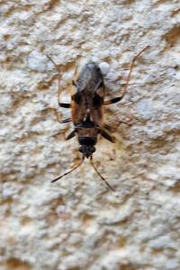 <i>Beosus maritimus</i>