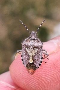 <i>Dolycoris baccarum</i>