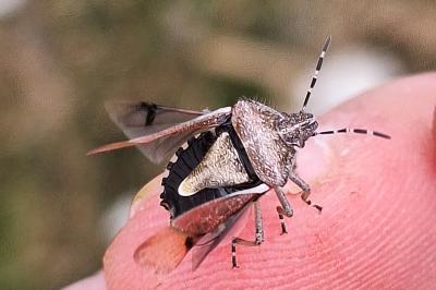<i>Dolycoris baccarum</i>