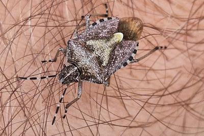 <i>Dolycoris baccarum</i>