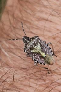 <i>Dolycoris baccarum</i>