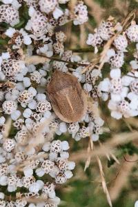 <i>Eurygaster austriaca</i>