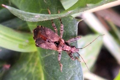 <i>Himacerus mirmicoides</i>