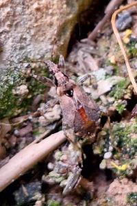 <i>Himacerus mirmicoides</i>