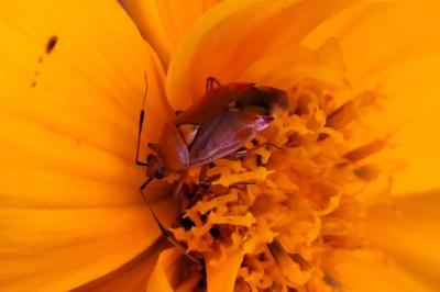 <i>Deraeocoris ruber</i>