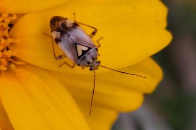 <i>Lygus pratensis</i>