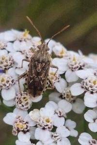 <i>Stictopleurus</i>