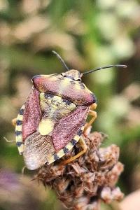 <i>Carpocoris purpureipennis</i>