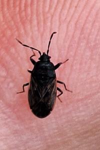 <i>Drymus sylvaticus</i>