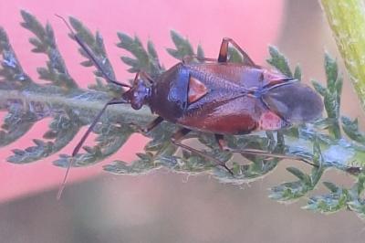 <i>Deraeocoris ruber</i>