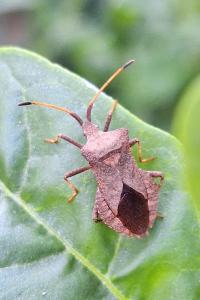 <i>Coreus marginatus</i>