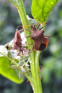 <i>Coreus marginatus</i>