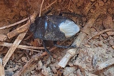 Cydnus aterrimus