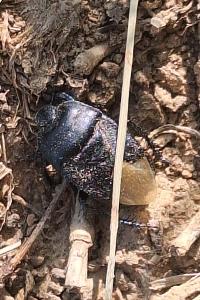 <i>Cydnus aterrimus</i>