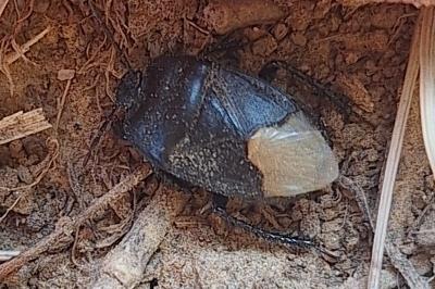 <i>Cydnus aterrimus</i>