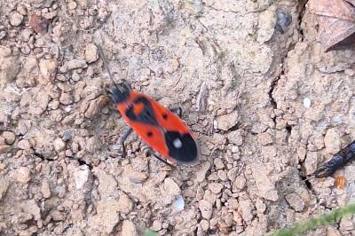<i>Melanocoryphus albomaculatus</i>