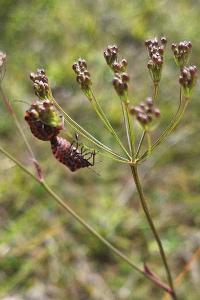 <i>Graphosoma italicum</i>