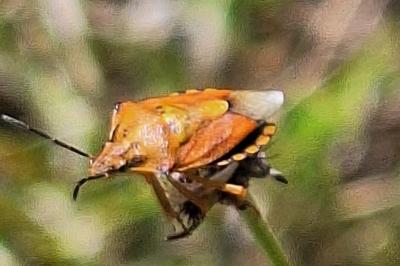 <i>Carpocoris purpureipennis</i>