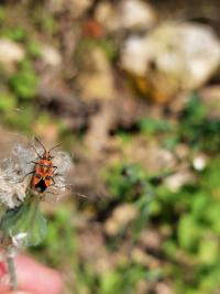 <i>Corizus hyoscyami</i>