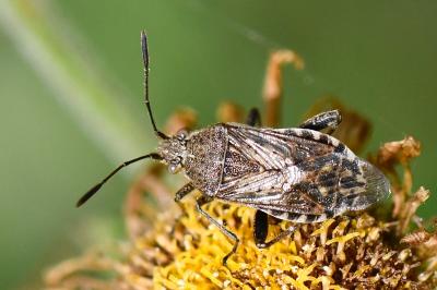 <i>Stictopleurus punctatonervosus</i>