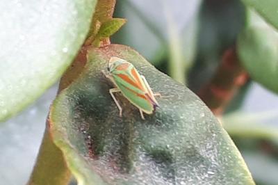 <i>Graphocephala fennahi</i>