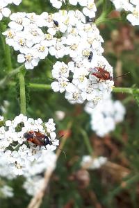 <i>Deraeocoris ruber</i>