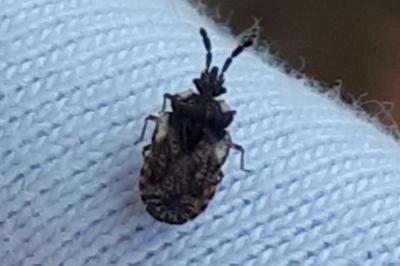 <i>Aradus depressus</i>