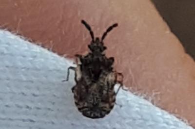 <i>Aradus depressus</i>